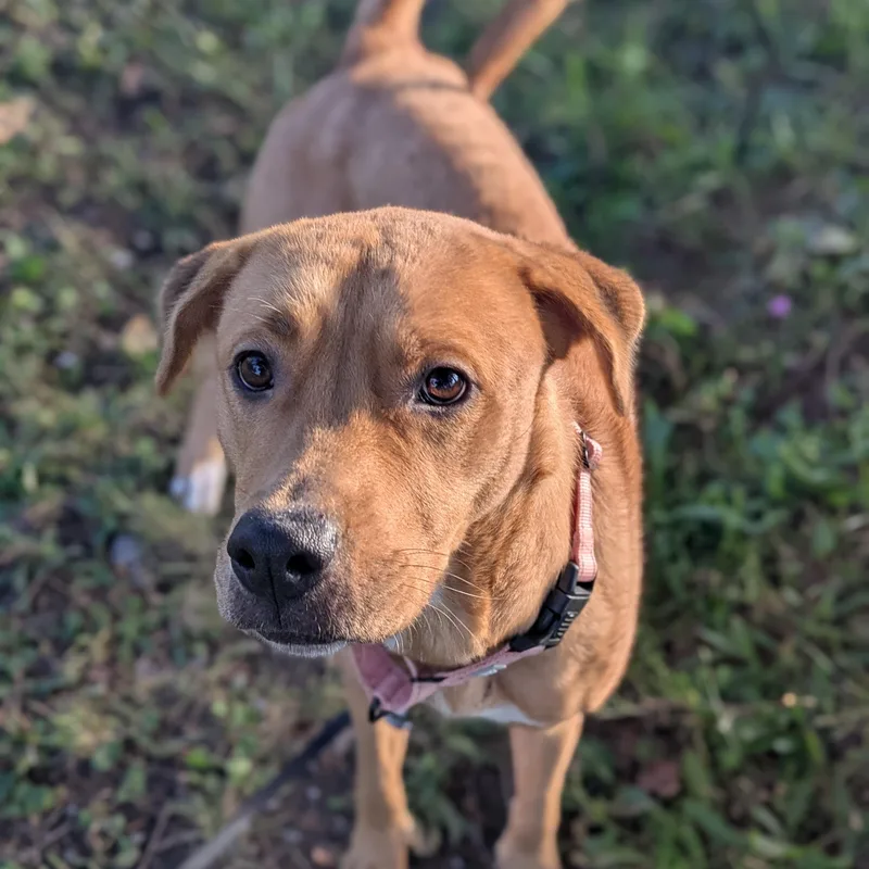 An adult medium-sized female Brown / Chocolate Mixed Breed dog named Tennessee for adoption in Syracuse, NY