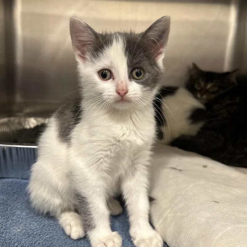 A baby small-sized female White Domestic Short Hair cat named Piston for adoption in Matteson, IL