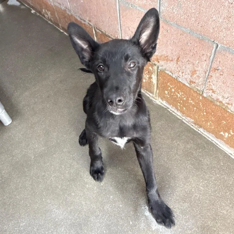 A baby medium-sized male Black Shepherd dog named Lucas for adoption in Santa Barbara, CA
