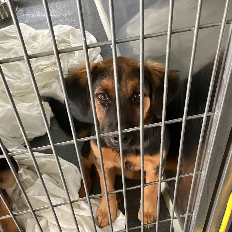 A baby medium-sized female Black German Shepherd Dog dog named Myra for adoption in Montgomery, AL