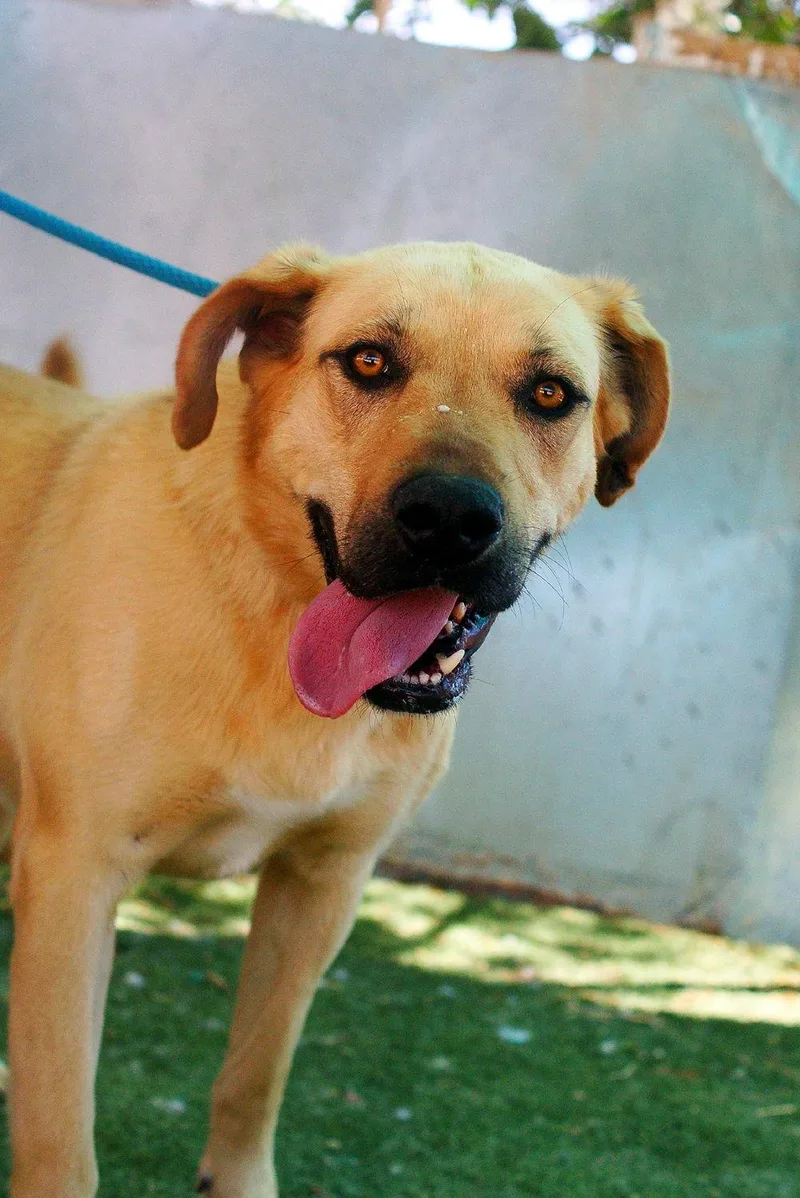 A young large-sized female Yellow Labrador Retriever dog named Amarilla for adoption in Apple Valley, CA