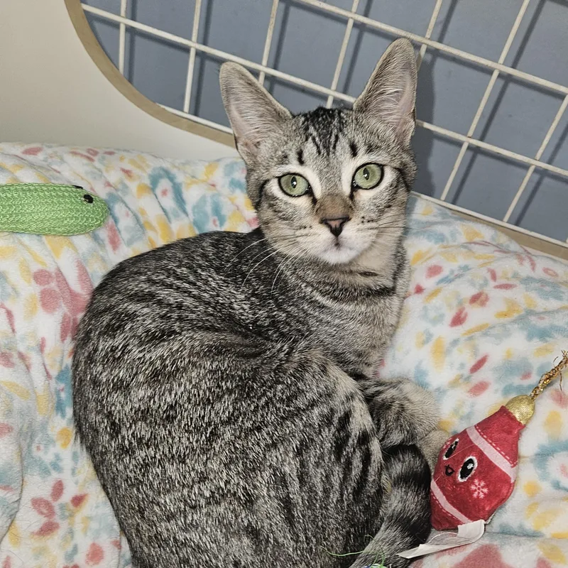 Luna Glober Trotter thumbnail 3