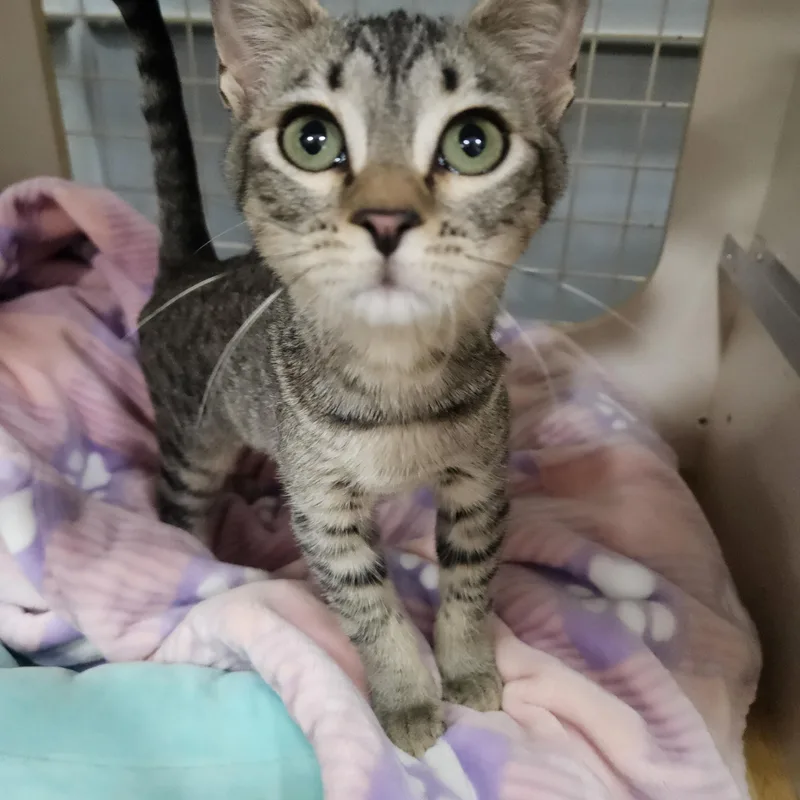 Luna Glober Trotter thumbnail 4