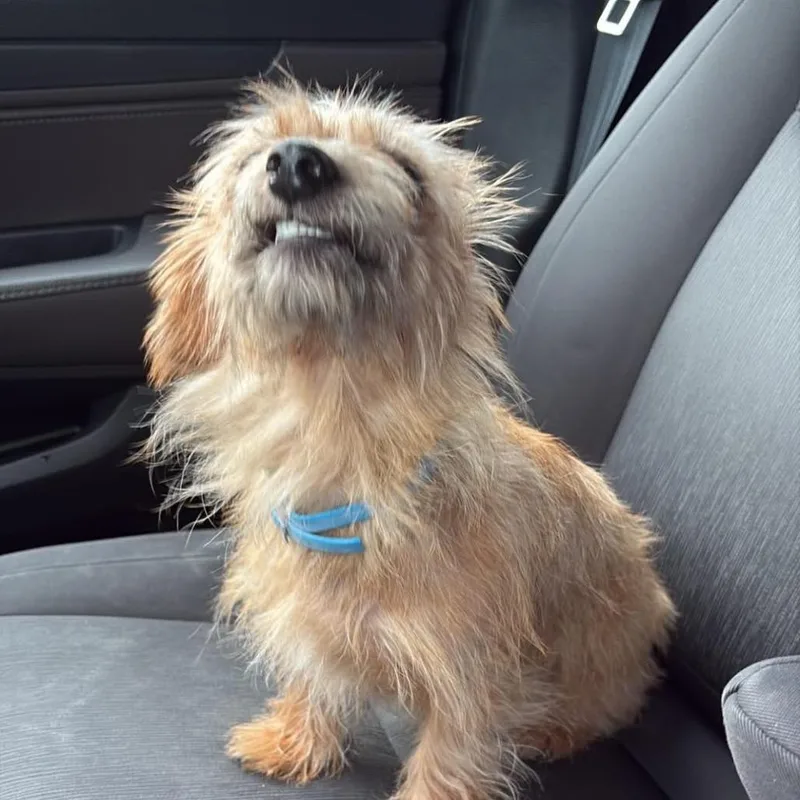 An adult small-sized female Dachshund (Miniature Long Haired) dog named SuzyQ for adoption in Kansas City, MO