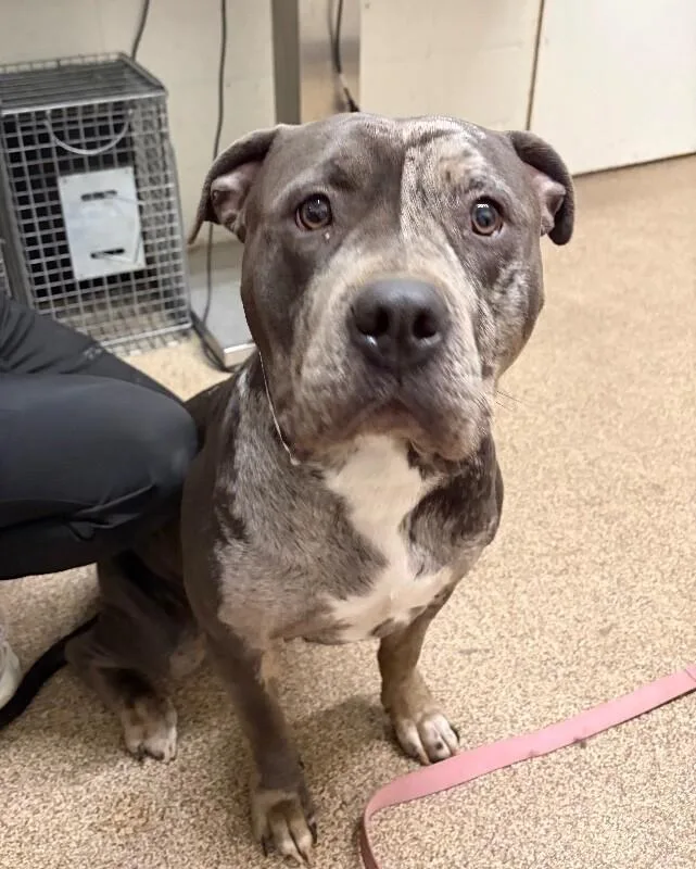 An adult large-sized female Merle (Blue) American Bulldog dog named Nala for adoption in Fruit Heights, UT