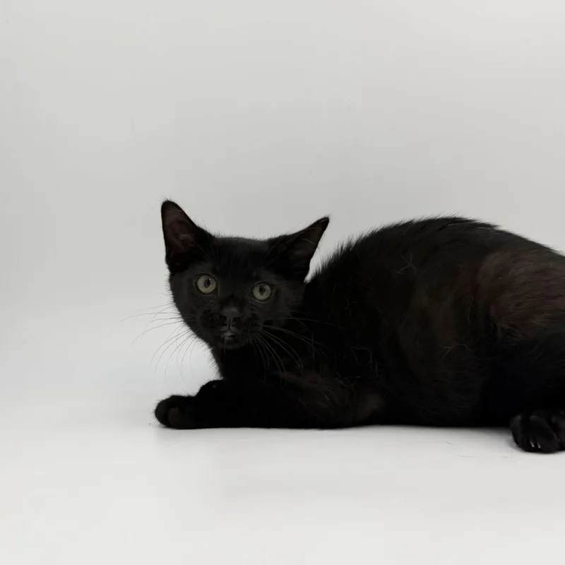 A baby medium-sized female Domestic Short Hair cat named Fair Dinkum for adoption in State College, PA
