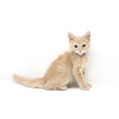 A baby medium-sized male Orange / Red Domestic Short Hair cat named Blue October for adoption in Florence, AZ