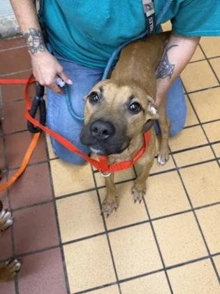 A baby small-sized male Terrier dog named Gabe for adoption in Gainesville, FL