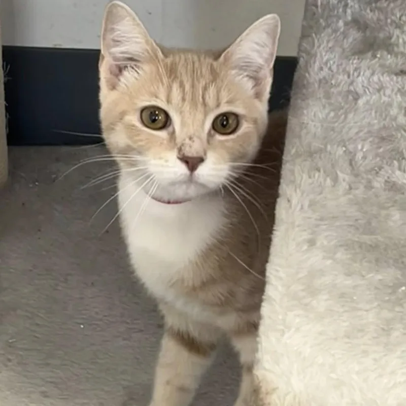 A young medium-sized female Buff / Tan / Fawn Domestic Short Hair cat named Bubbles for adoption in Hamburg, NY