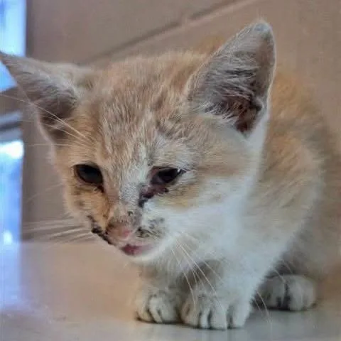 A baby small-sized female Orange / Red Domestic Short Hair cat named Beep for adoption in Lutz, FL