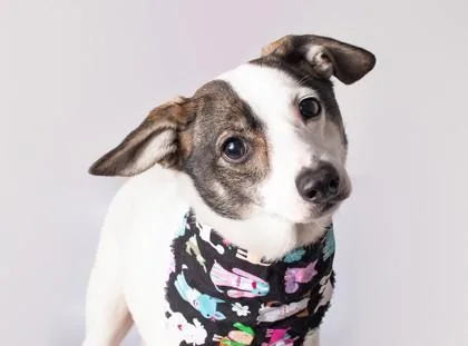 An adult medium-sized male Terrier dog named Scooby for adoption in Madison, NJ