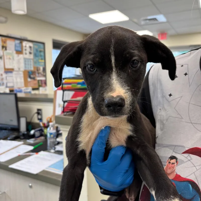 A baby small-sized female Black Retriever dog named Strudel for adoption in Galax, VA