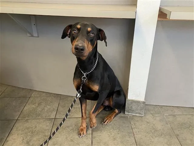 An adult large-sized male Doberman Pinscher dog named Major for adoption in San Antonio, TX