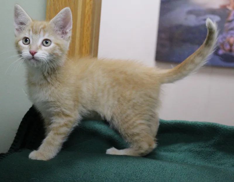 A baby medium-sized female Domestic Short Hair cat named Ginger for adoption in Portage, WI