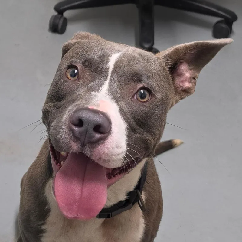 An adult small-sized male Gray / Blue / Silver Mixed Breed dog named Boston for adoption in Troy, IL