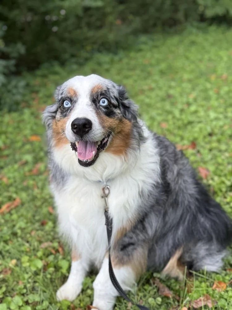 An adult medium-sized male Australian Shepherd dog named Shadow Blue for adoption in Ringwood, IL