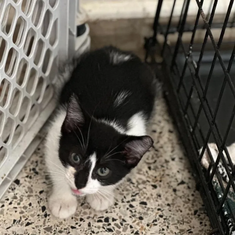 A baby small-sized male Black Domestic Short Hair cat named Phoenix for adoption in Gonzales, LA
