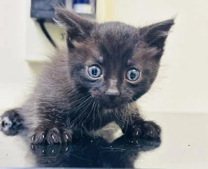 A baby small-sized male Domestic Short Hair cat named Wok for adoption in West Chester, PA