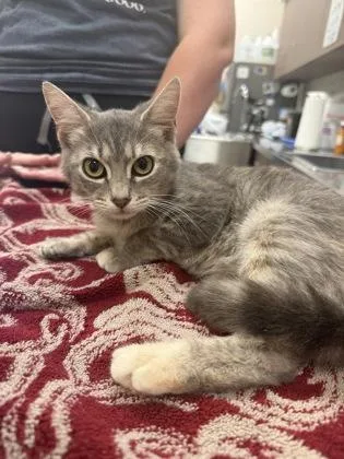 An adult medium-sized female Domestic Short Hair cat named Natasha for adoption in Fishers, IN