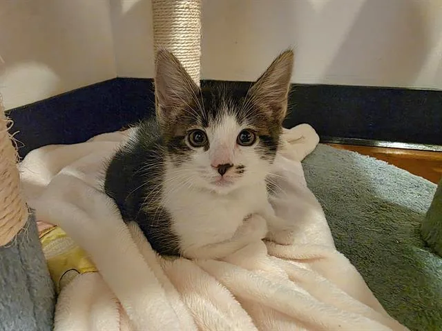 A baby small-sized male Domestic Medium Hair cat named Travor for adoption in Santa Clara, CA