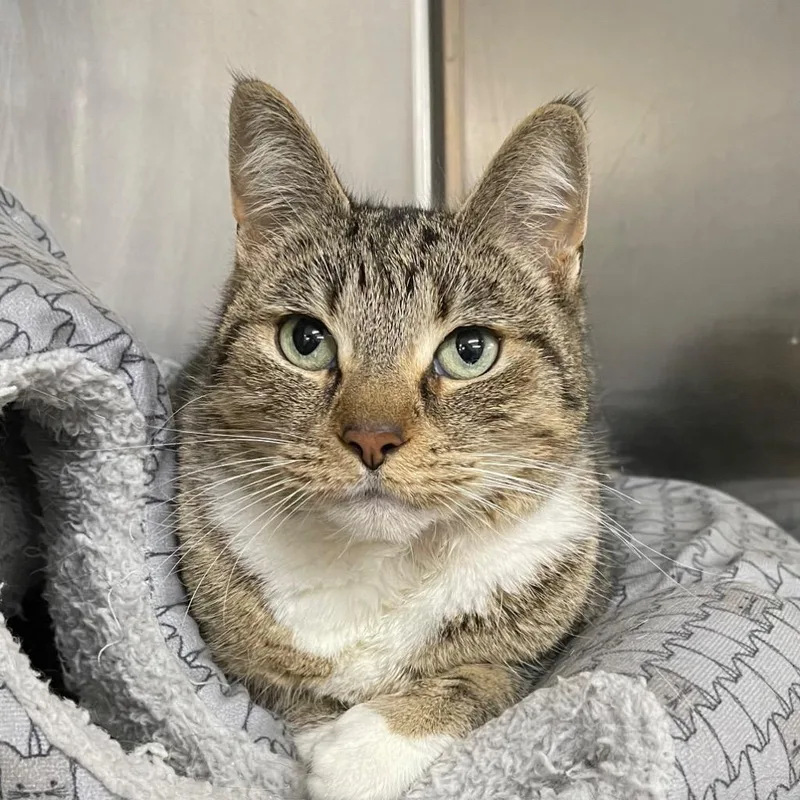 Pommeroy thumbnail 2