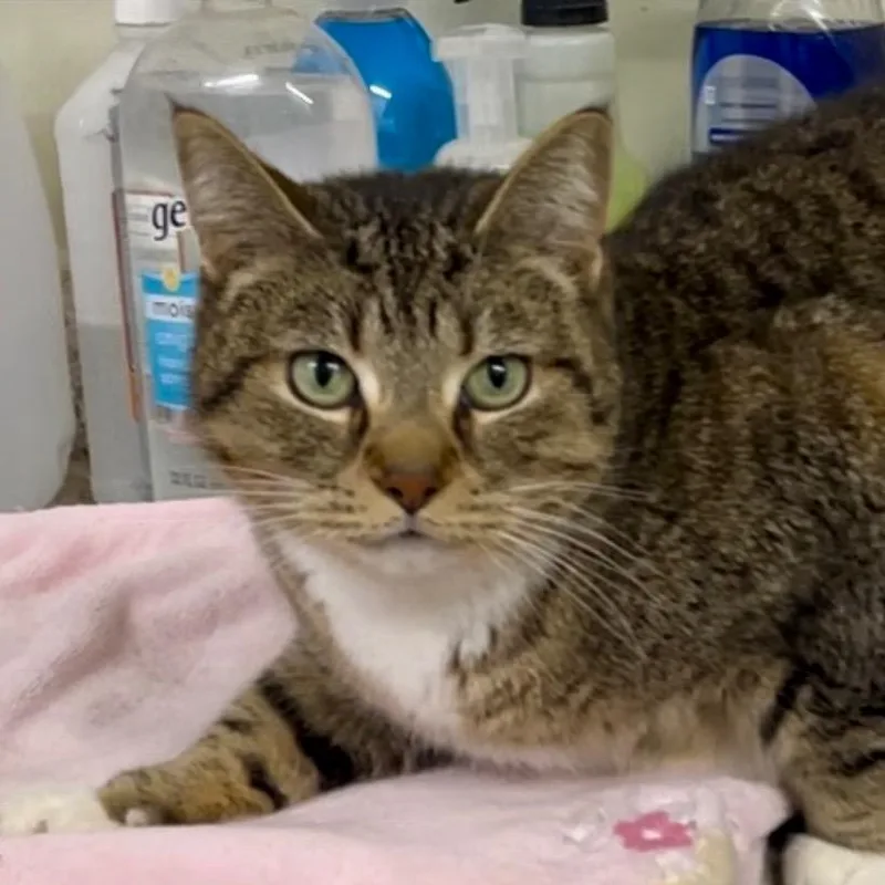 Pommeroy thumbnail 3