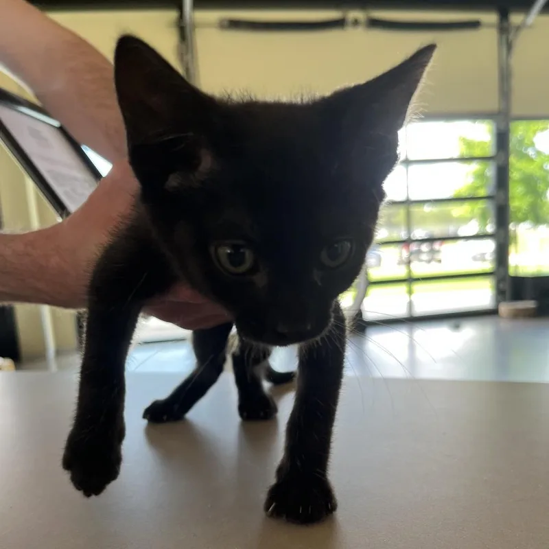 A baby small-sized male Black Domestic Short Hair cat named Zach for adoption in Leander, TX