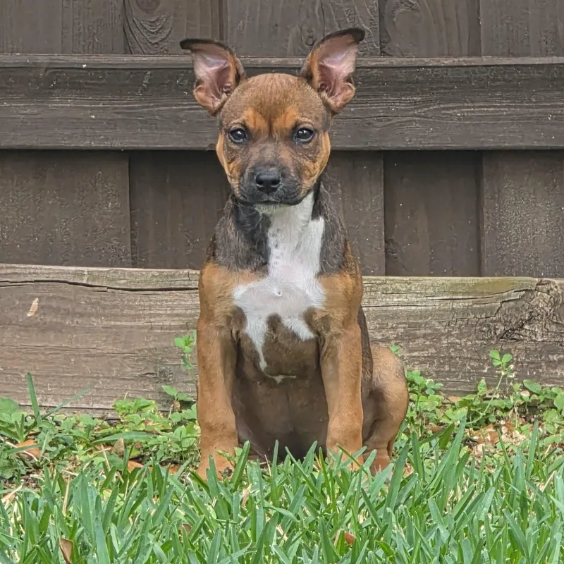 A baby medium-sized female Tricolor (Brown, Black, & White) Boxer dog named Darla for adoption in Dallas, TX