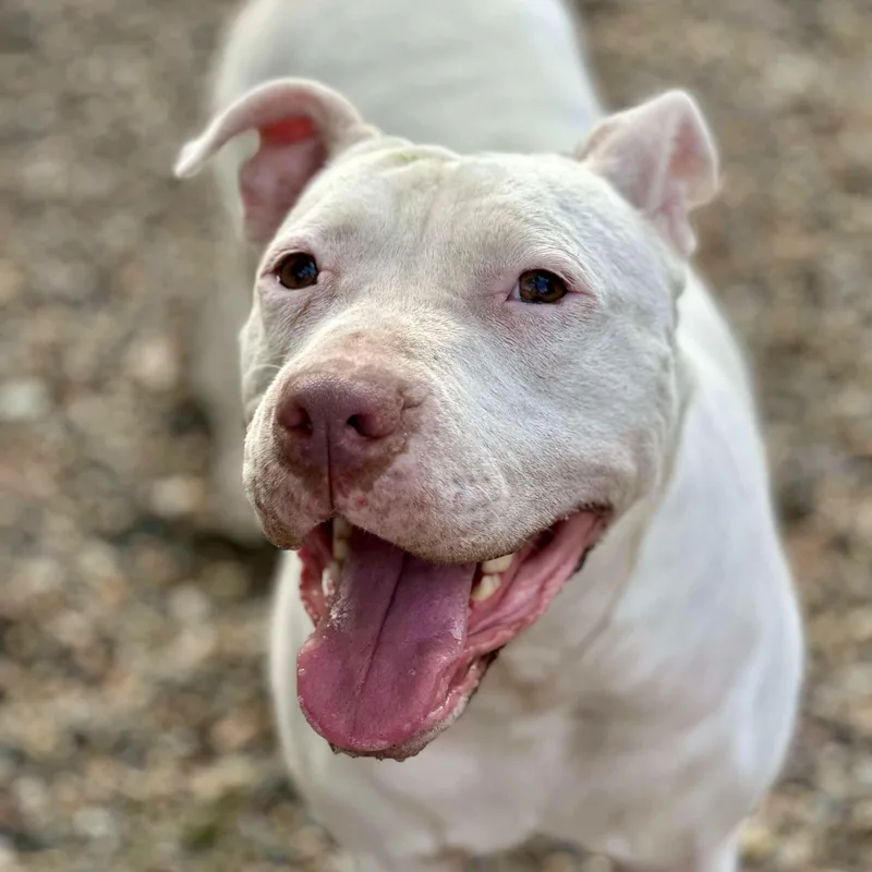An adult medium-sized female Pit Bull Terrier dog named Gemma for adoption in Warren, RI