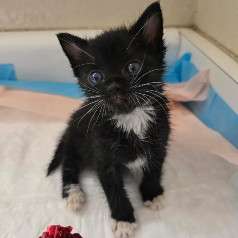 A baby small-sized male Black Domestic Short Hair cat named Sozo for adoption in Escondido, CA