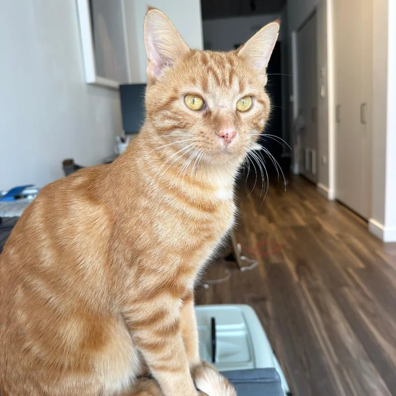 An adult medium-sized male Orange / Red Domestic Short Hair cat named Fantastic Mr. Fox for adoption in Evanston, IL