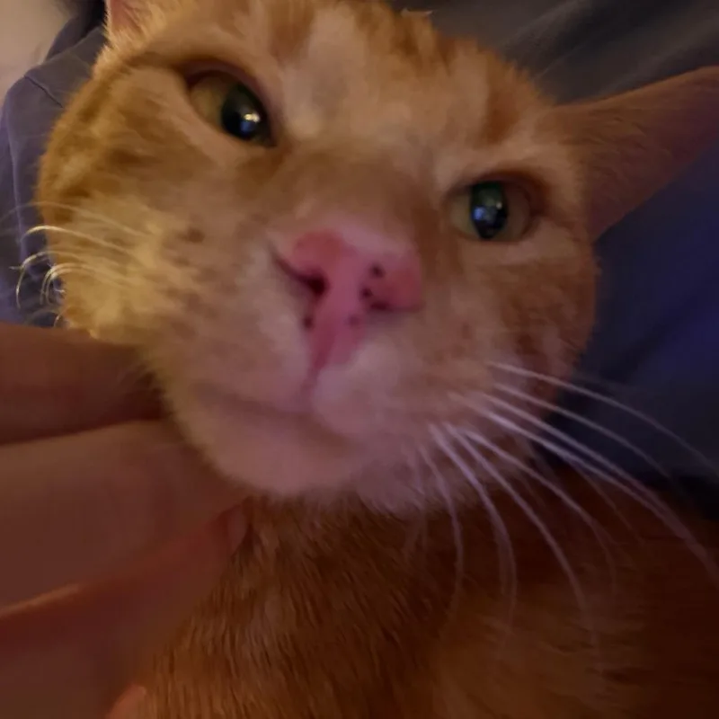 Fantastic Mr. Fox thumbnail 2