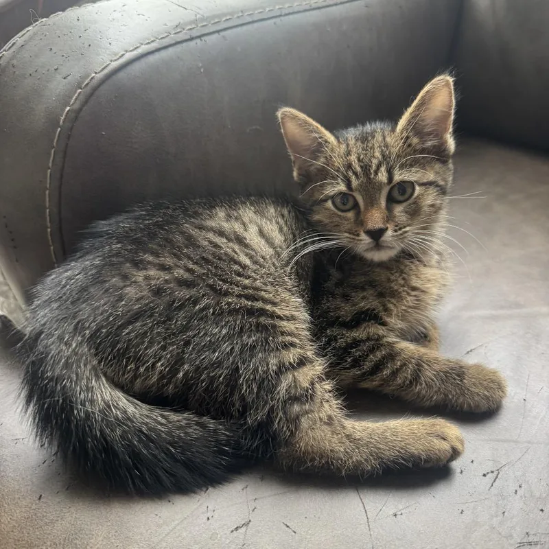 A baby small-sized male Black Domestic Short Hair cat named Merchant Adventurer for adoption in Fredericksburg, VA