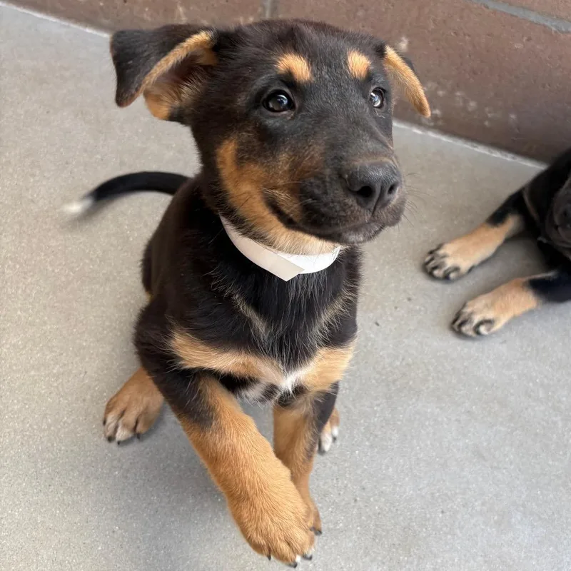 A baby small-sized female Black Shepherd dog named Tina for adoption in Santa Barbara, CA