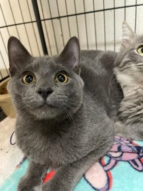 A young medium-sized male Gray / Blue / Silver Domestic Short Hair cat named Butch for adoption in Hayward, WI