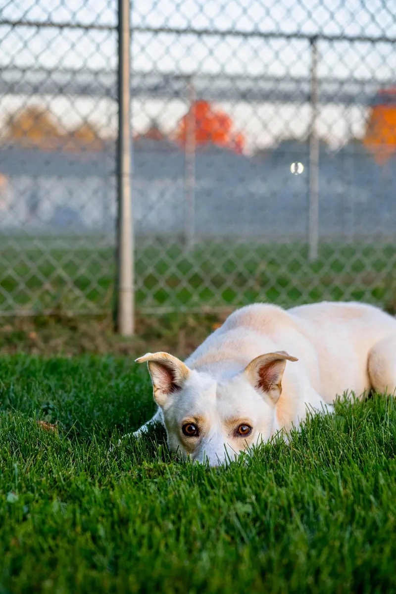 An adult medium-sized male Husky dog named Togo for adoption in Valparaiso, IN