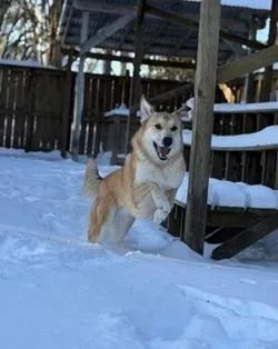 A young medium-sized female Great Pyrenees dog named Phoebe for adoption in Raleigh, NC