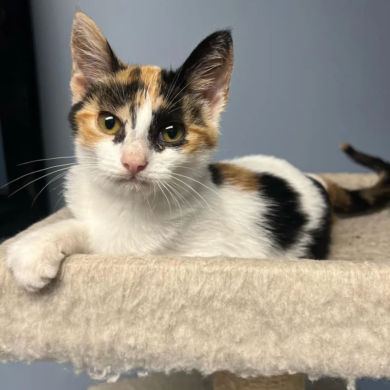 A baby small-sized female Calico Domestic Short Hair cat named Firefly for adoption in Granville, OH