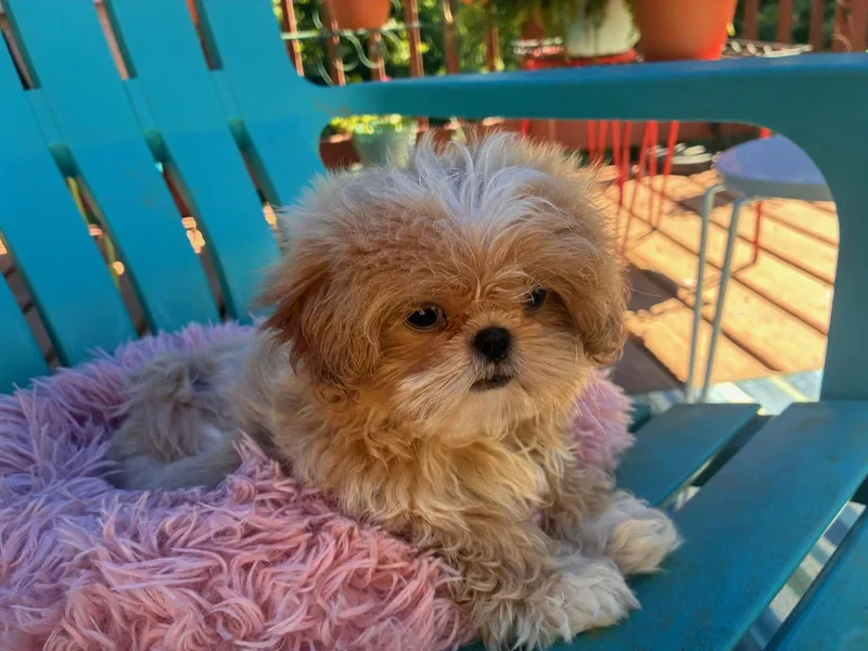 A baby small-sized male Pekingese dog named Eddie Apr   for adoption in Pacolet, SC