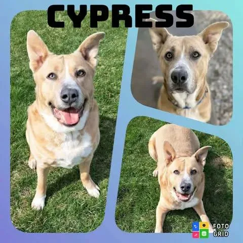 An adult large-sized male Apricot / Beige Shepherd dog named Cypress for adoption in Morocco, IN