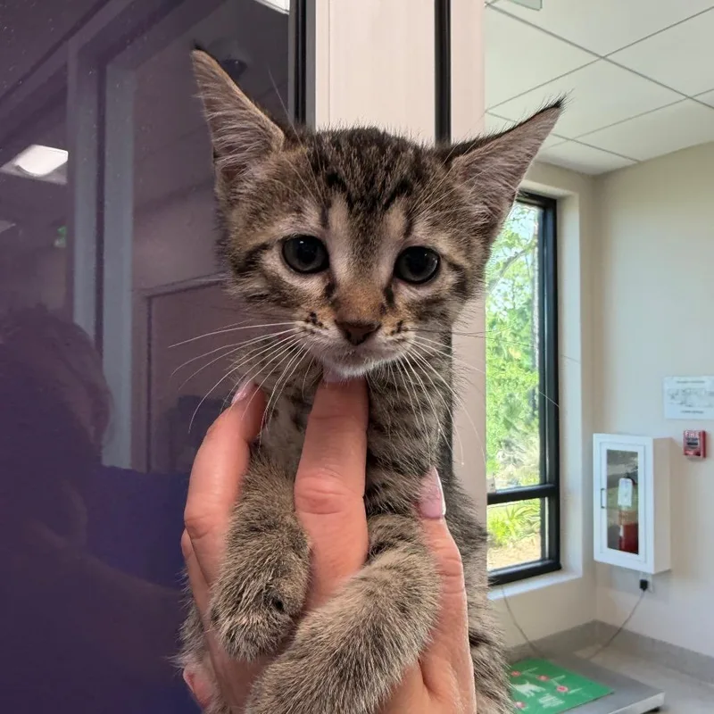A baby small-sized female Brown / Chocolate Domestic Short Hair cat named Bonnie for adoption in Englewood, FL