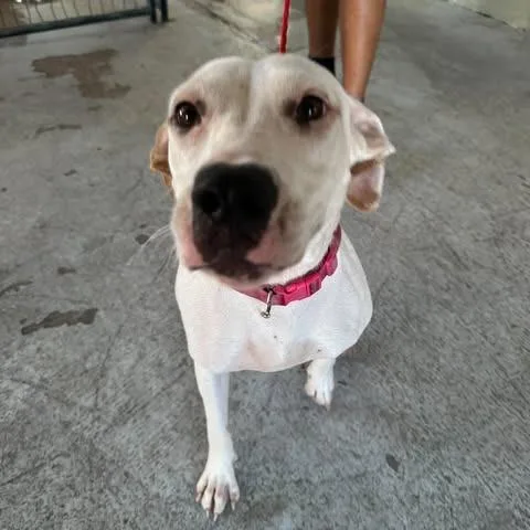 An adult medium-sized female White / Cream Pit Bull Terrier dog named Sasie for adoption in Bastrop, TX