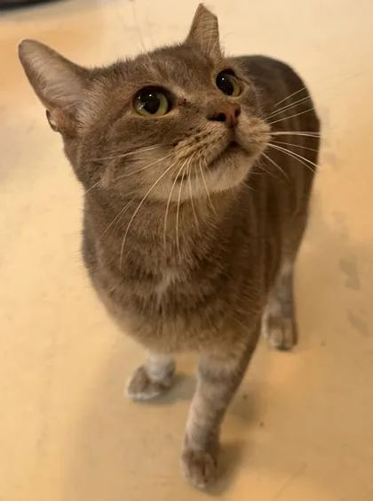 An adult medium-sized female Domestic Short Hair cat named Forrest for adoption in Conway, SC