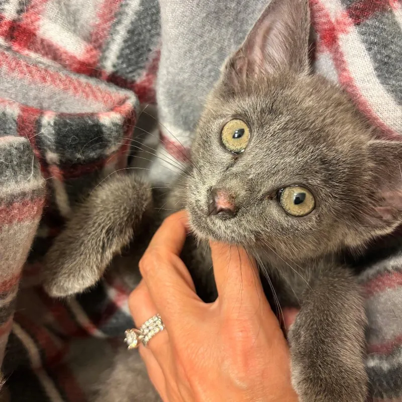 A baby small-sized female Gray / Blue / Silver Domestic Short Hair cat named Misha for adoption in Evansville, IN