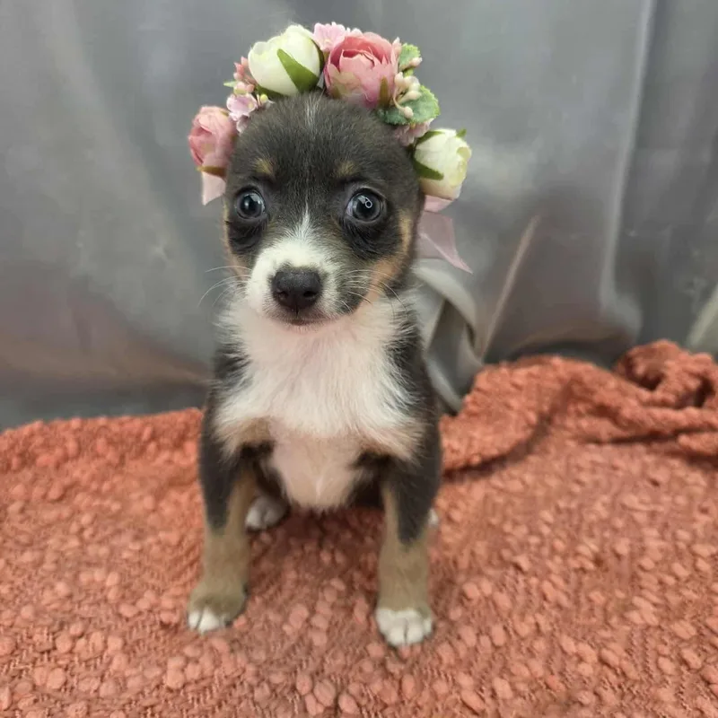 A baby small-sized female Chihuahua dog named Caroline for adoption in Foley, AL