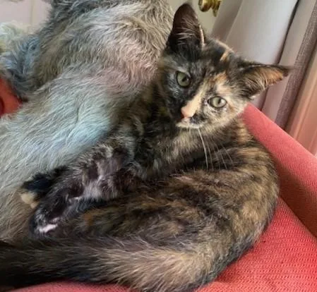 A baby small-sized female Domestic Short Hair cat named Sequoia for adoption in Sacramento, CA