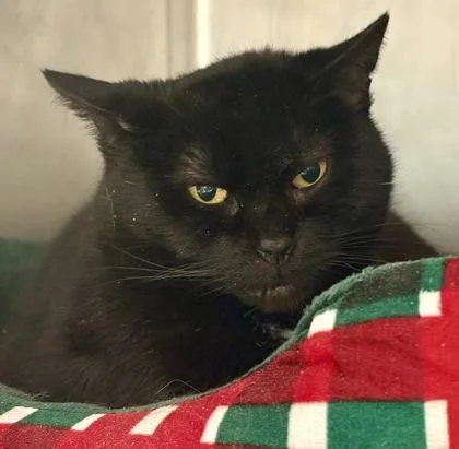 Grizabella thumbnail 2