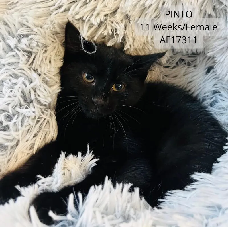 A young medium-sized female Black Domestic Short Hair cat named Pinto for adoption in Supply, NC
