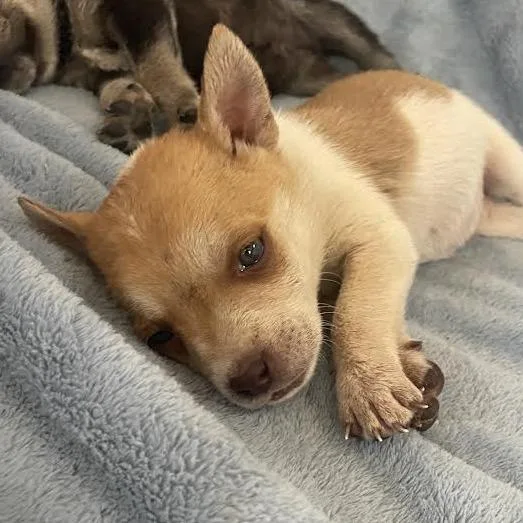 A baby medium-sized female Yellow / Tan / Blond / Fawn Mixed Breed dog named Coral for adoption in Prescott, AZ