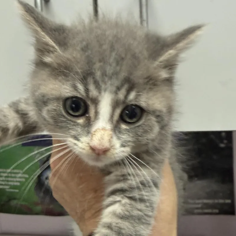 A baby small-sized female Gray / Blue / Silver Domestic Short Hair cat named Buffy for adoption in Fresno, CA